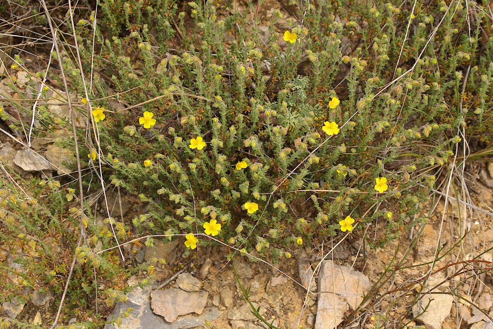 Fumana ericifolia e thymifolia